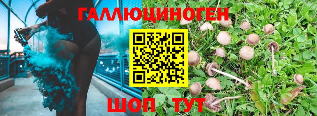 Сунжа  Псилоцибиновые грибы Cubensis  Вход с VPN 
